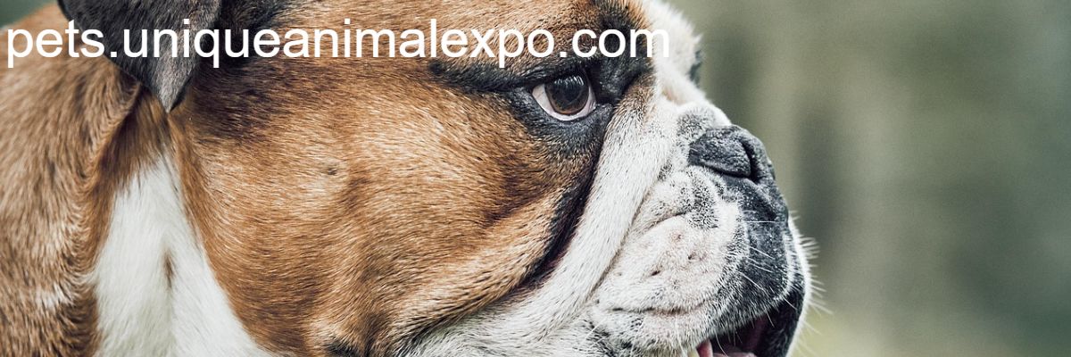 pets.uniqueanimalexpo.com